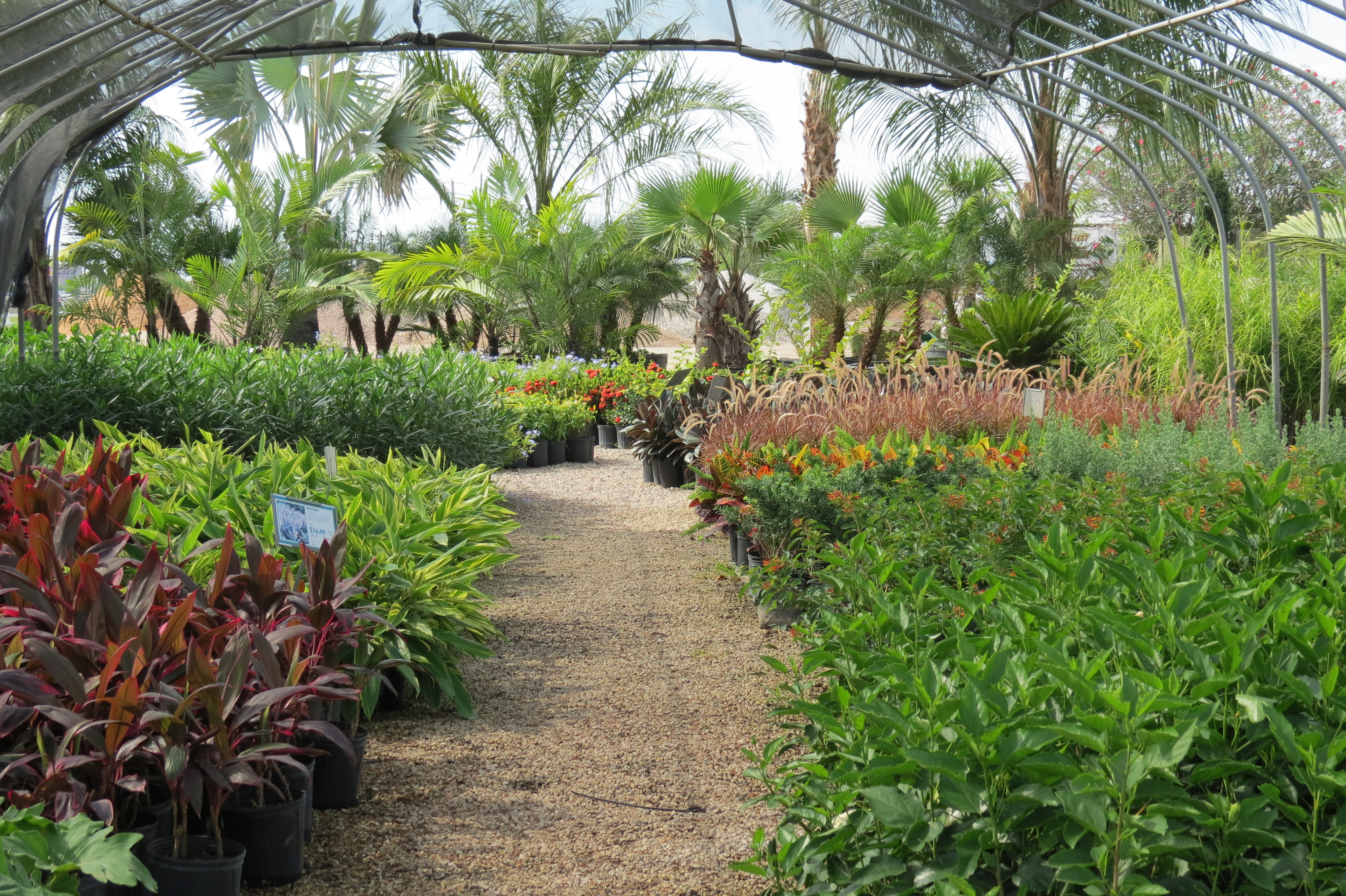 Plants, Plants and More Plants